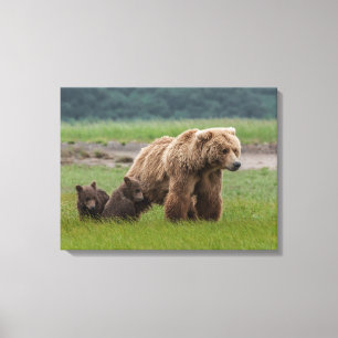 Mother Grizzly Bear with Twin Cubs Canvas Print