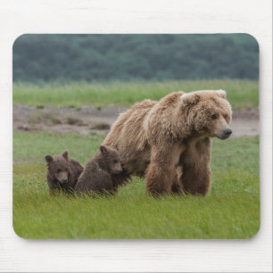 Mother Grizzly Bear with Twin Cubs Mouse Pad