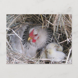 Mother Hen with New Chicks Postcard
