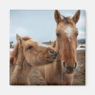 Mother Horse and Foal Magnet