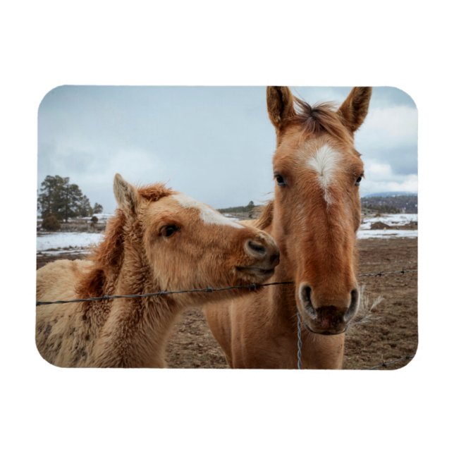 Mother Horse and Foal Magnet (Horizontal)
