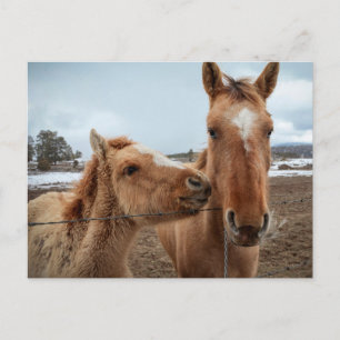 Mother Horse and Foal Postcard