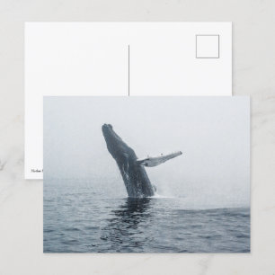 Mother Humpback Whale Invitation Postcard