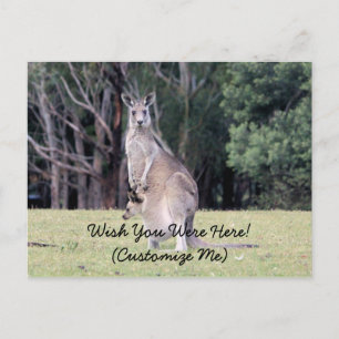 Mother Kangaroo with Baby Joey in Her Pouch Postcard
