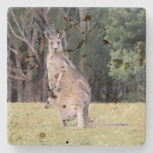 Mother Kangaroo with Baby Joey in Her Pouch Stone Coaster