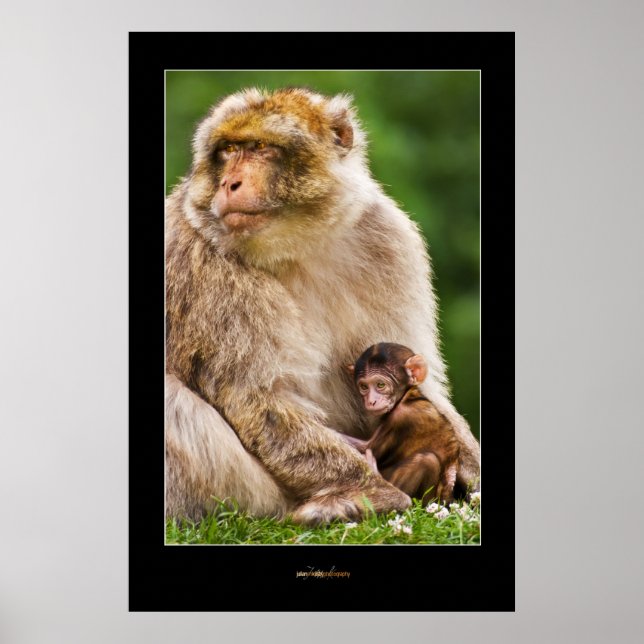 Mother Macaque and Baby Poster (Front)
