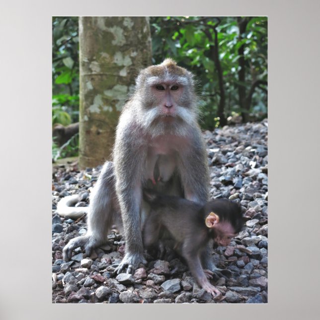 Mother Macaque and Baby Poster (Front)