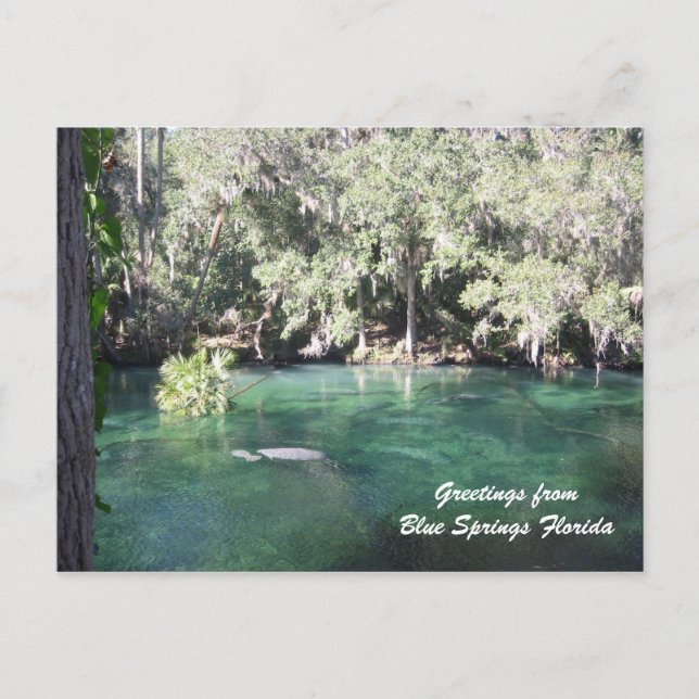Mother Manatee with calf Blue Springs Personalise Postcard (Front)