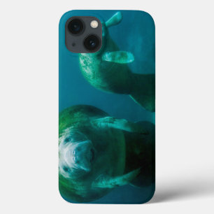 Mother manatee with her calf in Crystal River iPhone 13 Case