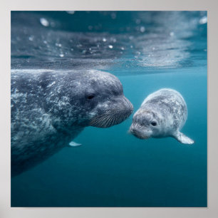 Mother Narwhal & Calf - First Swim in the Arctic Poster