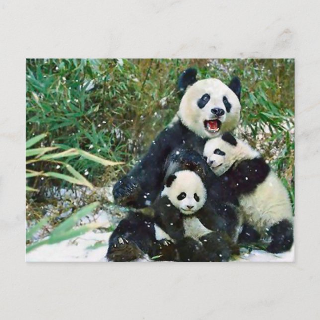 Mother Panda Postcard (Front)