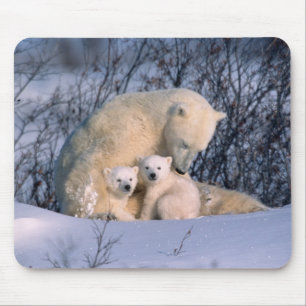 Mother Polar Bear Sitting with Twins, Mouse Pad