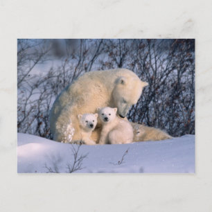 Mother Polar Bear Sitting with Twins, Postcard
