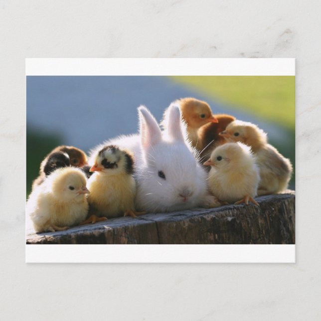 Mother Rabbit Adopts Some Chicks Postcard (Front)