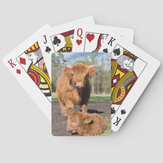 Mother scottish highlander cow near newborn calf playing cards (Back)