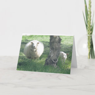 Mother Sheep and Lamb Spring Nature Photography Card