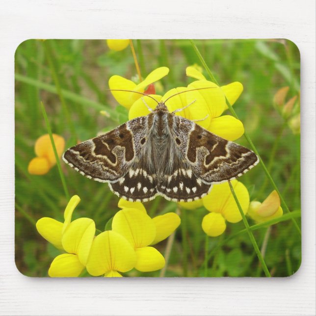 Mother Shipton Moth Mouse Mat (Front)