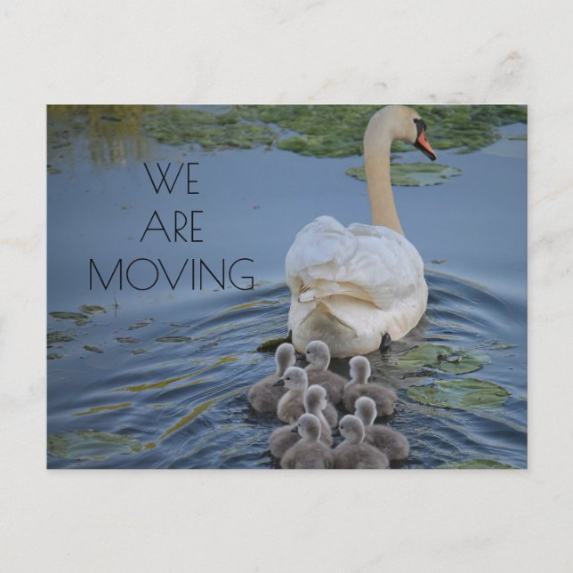 Mother Swan Baby Cygnets Water Change of Address Announcement Postcard (Front)