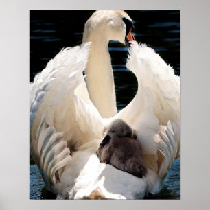 Mother Swan with Cygnets (baby swans) Poster
