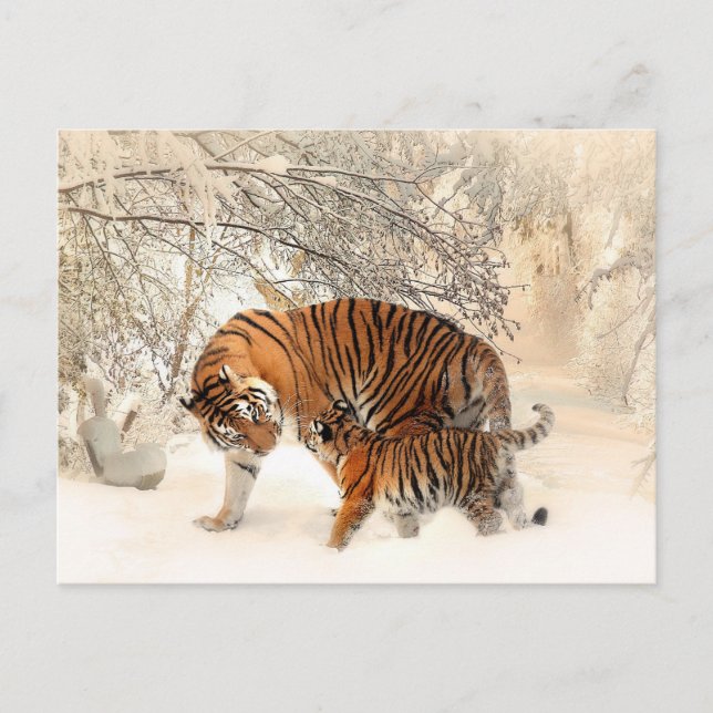 Mother Tiger and Cub in the Snowy Woods Postcard (Front)