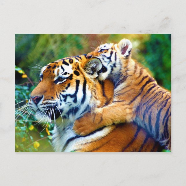 Mother Tiger with Baby Cub Climbing and Biting Ear Postcard (Front)