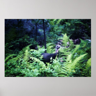 Mother Turkey in Ferns Poster