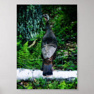 Mother Turkey Poster