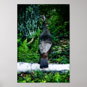 Mother Turkey Poster