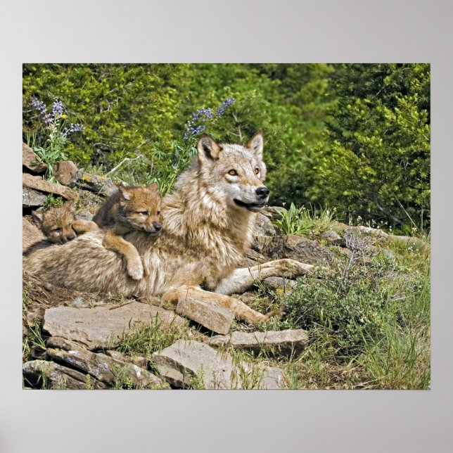 Mother Wolf with 2 Cubs Poster (Front)