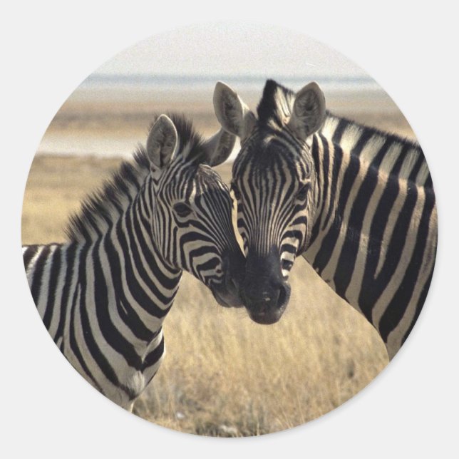 Mother zebra and young zebra classic round sticker (Front)
