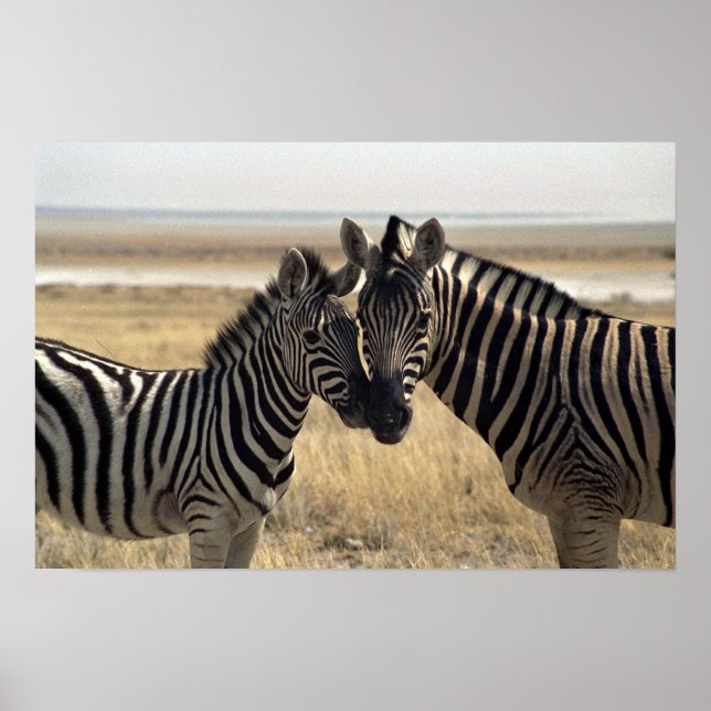 Mother zebra and young zebra poster (Front)