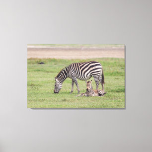 Mother Zebra with Newborn Colt Canvas Print