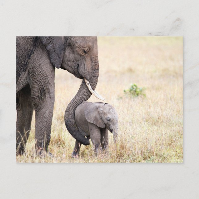 Motherly love elephant baby photo postcard (Front)