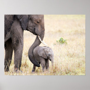 Motherly love elephant baby photo poster