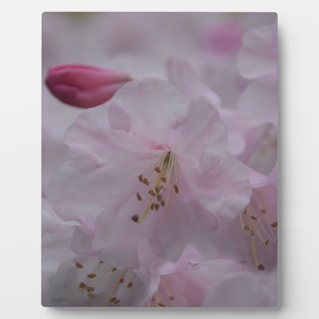 Mother's Caress Plaque (Front)