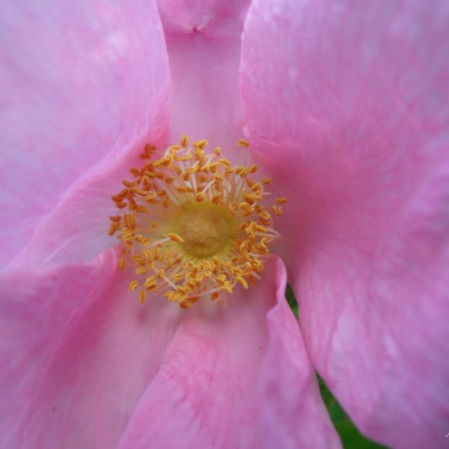 Mother's Day Card (Creator Uploaded)