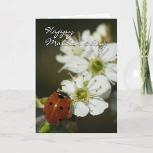 Mother's Day Card With Ladybird On Hawthorn - Lady
