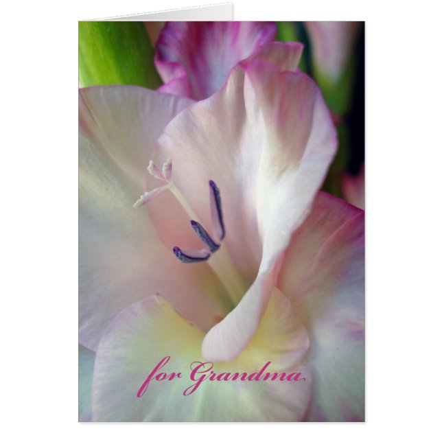 Mother's Day for Grandma, Pink Gladiolus Photo (Front)