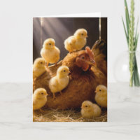 Mother's Day Hen with Baby Chicks in Barn