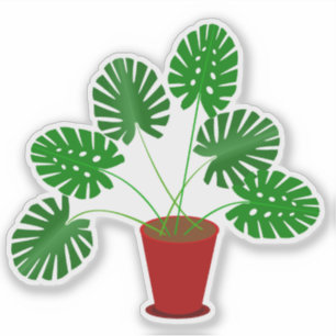 Mothers Day Monstera Plant