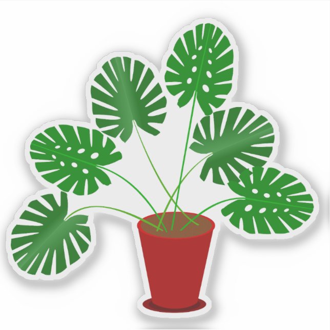 Mothers Day Monstera Plant (Front)