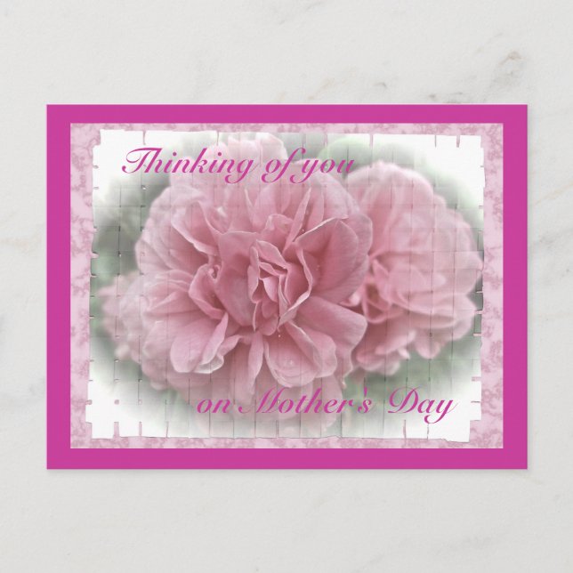 Mother's Day Pink Climbing Rose Blossoms Postcard (Front)