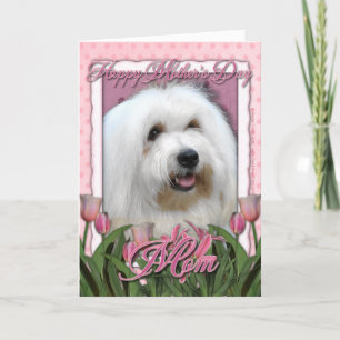 Mothers Day - Pink Tulips - Coton de Tulear Card