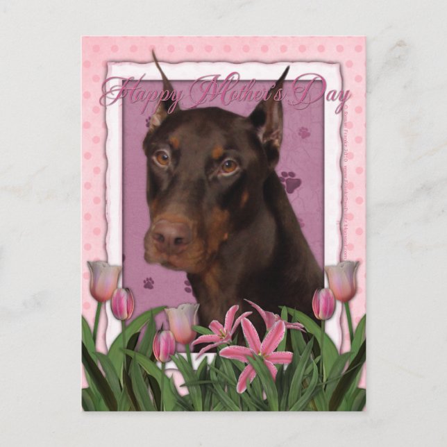 Mothers Day - Pink Tulips - Doberman - Red - Rocky Postcard (Front)