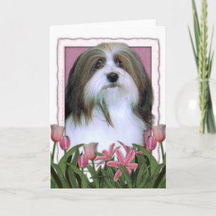 Mothers Day - Pink Tulips - Havanese Card