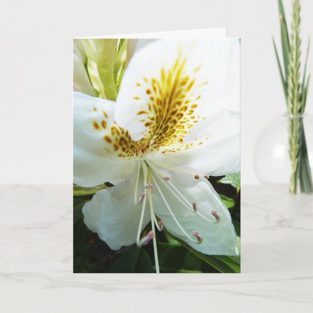 Mother's Day Rhody Card (Front)