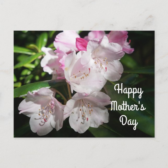 Mother's Day Sakura Cherry Blossom #2 Postcard (Front)