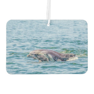 Mother's Love Dolphin & Baby Air Freshener