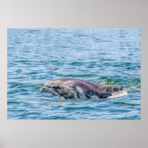 Mother's Love Dolphin & Baby Poster
