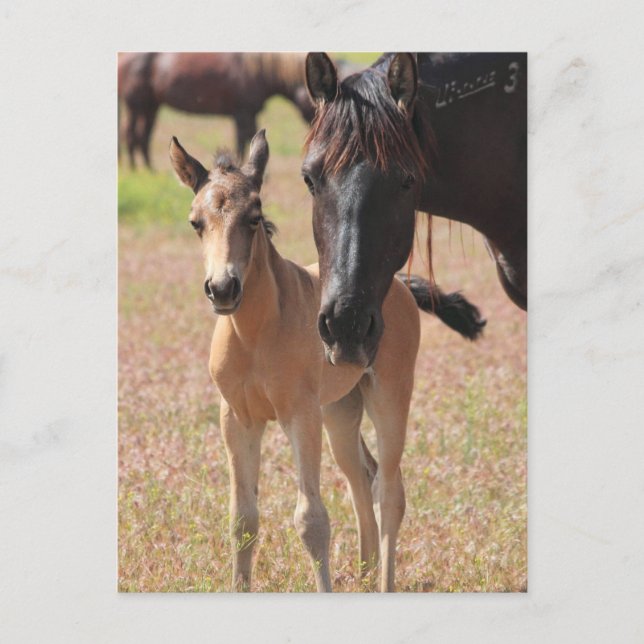 Mother's Love Postcard (Front)